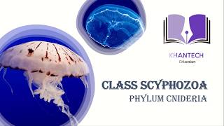 Class Scyphozoa  Classification of Phylum Cnidaria [upl. by Ear]