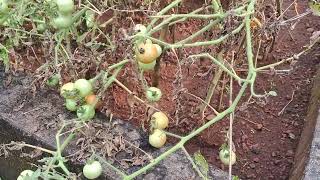 Vegetable cultivation at Mercure Devaya Resort Divar island Goa as on 301124 [upl. by Nnyltiak]