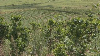 Drought in Brazil may hit your coffee mug [upl. by Suk]