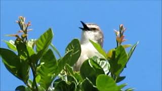 Tawnyflanked Prinia calling [upl. by Caril]