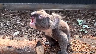 Koala Making Scary Noises  Must See [upl. by Savill784]