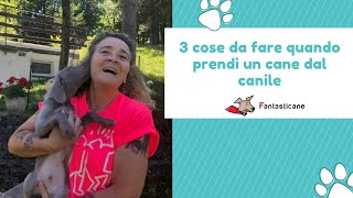 3 cose da fare quando prendi un cane dal canile [upl. by Nylahsoj]