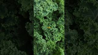 Do you know about Kale 🥬 food nutrition health healthy [upl. by Fern]