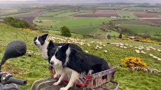 Two unbelievable sheepdogs working sheep in Scotland [upl. by Cavuoto291]