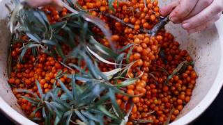 Simple Sea buckthorn recipes  Part 1 [upl. by Othella]