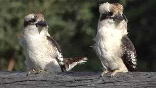 Kookaburras [upl. by Attolrahc]