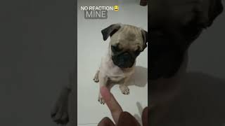 Middle finger prank on my dog  Other dogs vr my dog shorts dog prank reaction virel [upl. by Bittner]