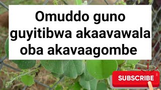 Emigaso gya akava magombe oba akaavawala gilabire wanoSSENGABIROOTONEDDAGALA [upl. by Vergne]