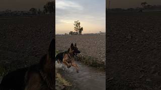 German shepherd music rap newmusic automobile dancehall rafi [upl. by Niala]