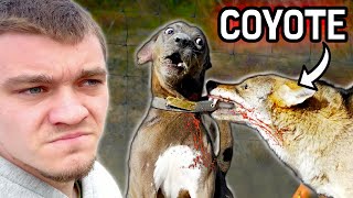 Hunting Down the Coyotes that Killed My Dog [upl. by Andres359]