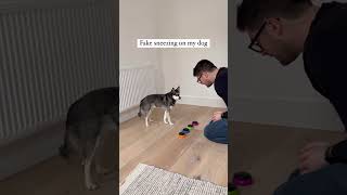 Mini Husky Gets ANNOYED At Owner For Sneezing on Them 🤧 [upl. by Nallid]