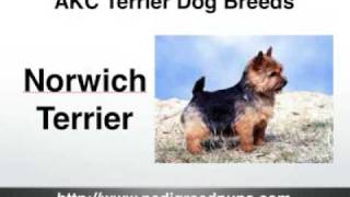 Terriers  AKC Terriers  AKC Terrier Dog Breeds [upl. by Dilisio]