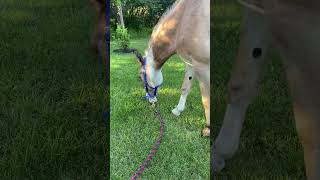 🌱Wally ASMR grass🌱 mules mule equestrian asmr [upl. by Irrab]