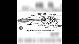 tadpole larva of herdmaniazoologybiologyvedioyoutubevedio [upl. by Assyli927]