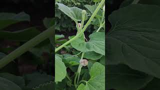 The Secret Life of Bottle Gourd Farmers દૂધી [upl. by Jemena]