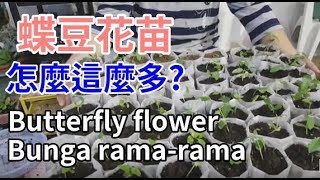 阿美美超多的蝶豆花苗要種到哪裡去 Butterfly flower Bunga ramarama ดอกไม้ผีเสื้อ Bunga kupukupu तितली फूल 나비 꽃 l [upl. by Tessil949]