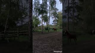 Neighing horses  Horse Sounds [upl. by Rupert]