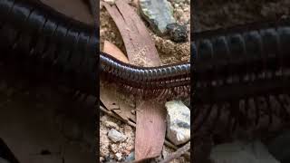 Millipede animal millipede millipedes millipedesvscentipedes [upl. by Hakym713]