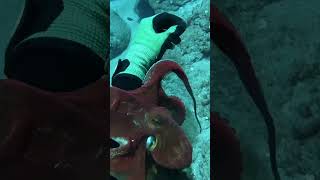 Diving for Hawaii Octopus spearfishing fishing bigfishvideos oktopus viralshorts4k foryou [upl. by Ginsberg177]