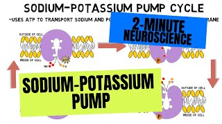 Sodium Potassium Pump [upl. by Buckels]