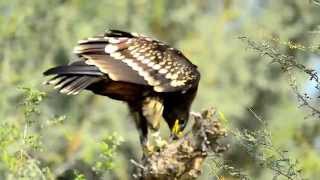 Greater Spotted Eagle Clanga clanga [upl. by Conlon]