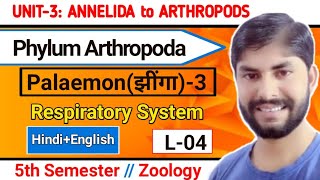 Palaemon3Phylum Arthropoda L4Respiratory system of Prawn5th Sem ZooAmar Sir [upl. by Ary160]