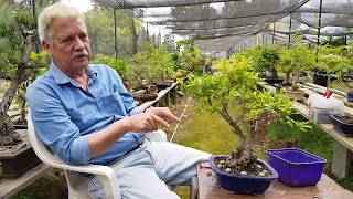 Como hacer un Bonsai Fertilizantes y Abonos Orgánicos [upl. by Norven478]