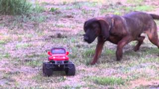 Hannoverscher Schweißhund stellt Auto HS Jagdhundwelpe vs Modelauto [upl. by Joacimah]