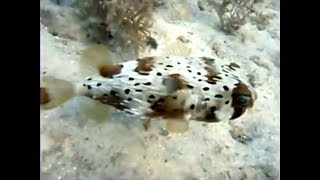 Snorkeling in Runaway Bay Jamaica [upl. by Anitsihc]