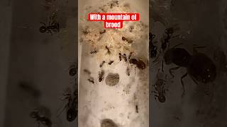 Pheidole ceres colony with first majors and brood pile [upl. by Chuu]