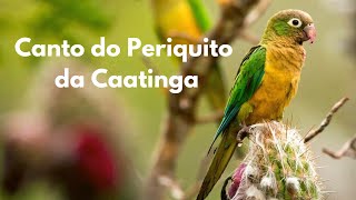 Canto do Periquito da Caatinga  Mundo Animal Selvagem [upl. by Wagshul37]