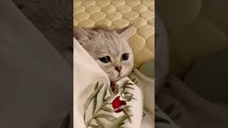 Most Emotional Cat video that will make you cry cat [upl. by Ayokahs50]