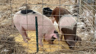 Caring for Hogs in the Winter [upl. by Anaeerb834]