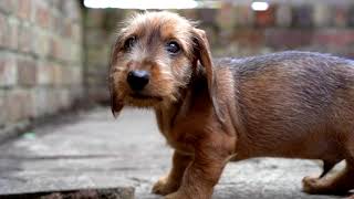 WILF  a Standard Wire haired Dachshund [upl. by Atinrehs]