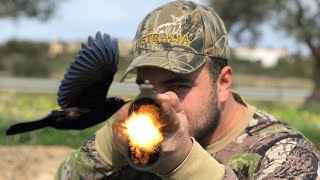 Turdus  Cikla Avı 2023 shotkam hunting [upl. by Nyberg]