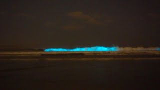 Bioluminescence in Ocean Beach San Diego [upl. by Jala877]