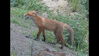 Red fox family Part 72 [upl. by Bazar]