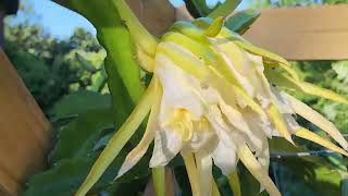 Dragon Fruit Flower Bud  Update 62 14 days Wilting already [upl. by Remo]