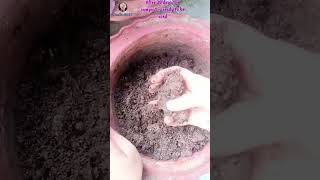 Apartment Balcony Composting amritashaw easyComposting composting [upl. by Lorrin]