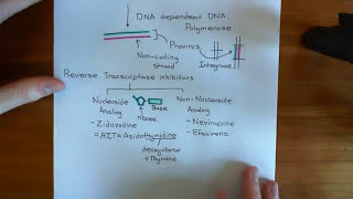 The HIV Life Cycle and Antiretroviral Drugs Part 5 [upl. by Annawyt502]