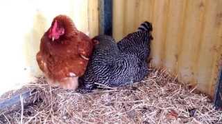 Funny Chicken steals the egg right out from under the other hens nose beak [upl. by Smoot]