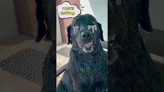 My Dog Hates Bath trending lucky doglover [upl. by Aihcropal]