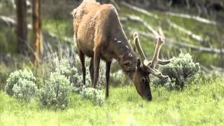 Elk Country Chronicles May 2012 [upl. by Lleda677]