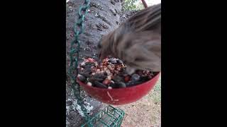 Female House Finch Stopping By For A Meal [upl. by Surat]