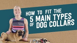 How to fit the 5 main types of dog collars [upl. by Eenad]