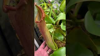 Nepenthes Truncata shorts [upl. by Naujud]