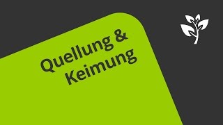 Quellung und Keimung Welche Vorgänge führen dazu  Biologie  Botanik [upl. by Christis769]