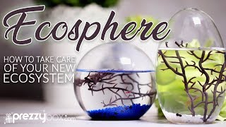 Ecosphere  A How To Guide [upl. by Nelleeus]