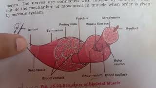 Ultra structure of skeletal muscle [upl. by Adolphe484]