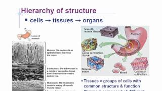 Animal Phyla Characteristics Part 1 [upl. by Codie768]